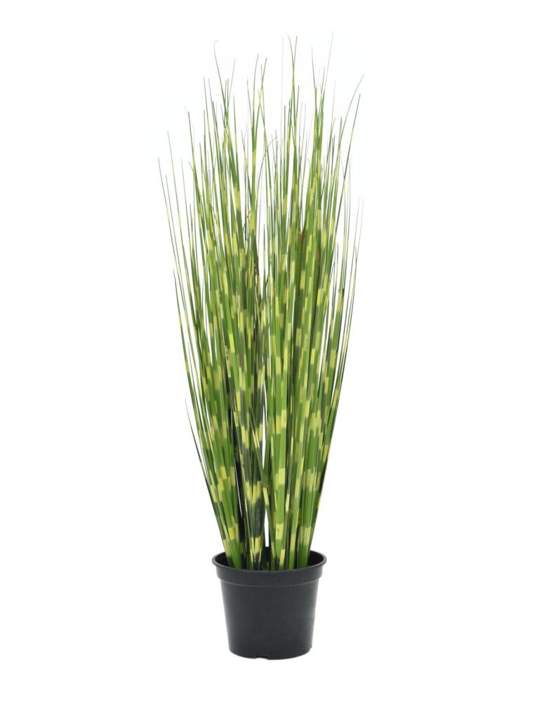 EUROPALMS Zebra grass, 90cm