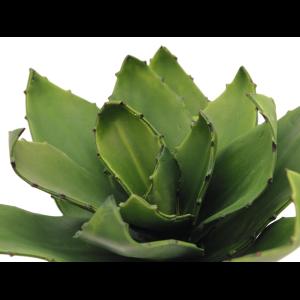 EUROPALMS Agave (EVA), green, 45cm