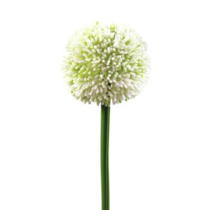 EUROPALMS Allium spray, cream, 55cm