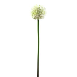 EUROPALMS Allium spray, cream, 55cm