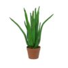 EUROPALMS Aloe Vera Plant, 63cm