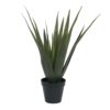 EUROPALMS Aloe vera plant, 60cm