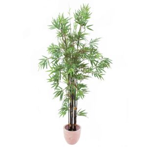 EUROPALMS Bamboo black trunk, 210cm