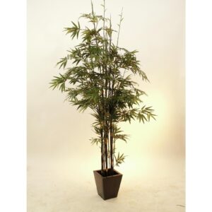 EUROPALMS Bamboo black trunk, 240cm