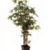 EUROPALMS Bamboo black trunk, 240cm