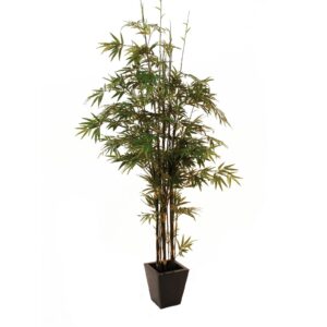 EUROPALMS Bamboo black trunk, 240cm