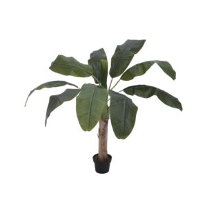 EUROPALMS Banana tree, 100cm