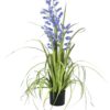 EUROPALMS Bellflower, purple, 105cm