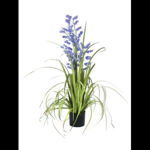 EUROPALMS Bellflower, purple, 105cm