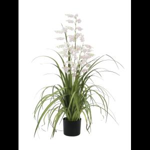 EUROPALMS Bellflower, rose, 105cm