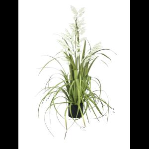 EUROPALMS Bellflower, white, 105cm