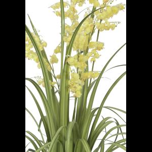 EUROPALMS Bellflower, yellow, 105cm