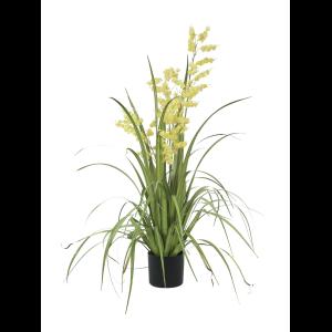 EUROPALMS Bellflower, yellow, 105cm