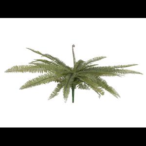 EUROPALMS Boston fern, green, 70cm