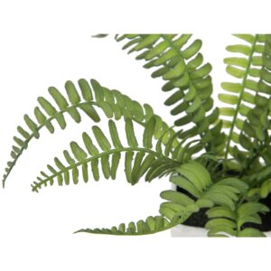 EUROPALMS Boston fern in pot, 25cm