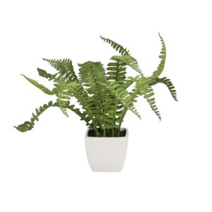 EUROPALMS Boston fern in pot, 25cm