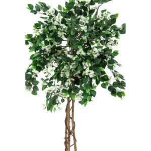 EUROPALMS Bougainvillea, white, 180cm