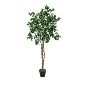 EUROPALMS Bougainvillea, white, 180cm