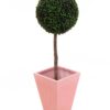 EUROPALMS Boxwood tree, 110cm, d=60cm