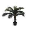 EUROPALMS Coconut palm, 90cm