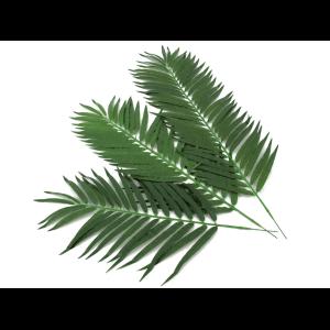 EUROPALMS Coconut palm branch 80cm 12x