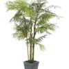 EUROPALMS Cycus Tube Palm, 280cm