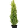 EUROPALMS Cypress, Leyland, 90cm