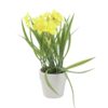 EUROPALMS Daffodil, 22cm