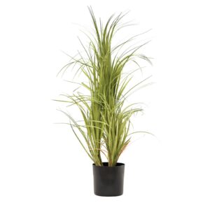 EUROPALMS Dracena bush, with black Pot, 80cm