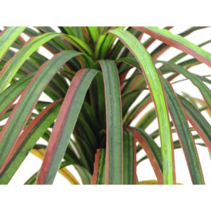 EUROPALMS Dracena, red-green, 170cm