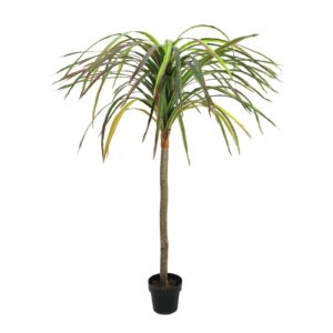 EUROPALMS Dracena, red-green, 170cm