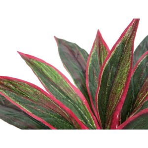 EUROPALMS Dracena, red-green, 27cm