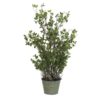 EUROPALMS Evergreen shrub 120cm