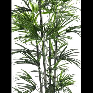 EUROPALMS Fan palm seedling, 150cm