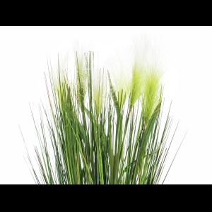 EUROPALMS Feather grass, white, 60cm