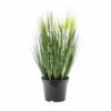 EUROPALMS Feather grass, white, 60cm