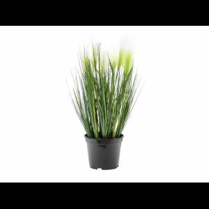 EUROPALMS Feather grass, white, 60cm