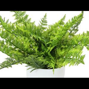 EUROPALMS Fern bush in pot, 22 leaves, 33cm