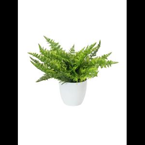 EUROPALMS Fern bush in pot, 22 leaves, 33cm