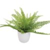 EUROPALMS Fern bush in pot, 26 leaves, 27cm