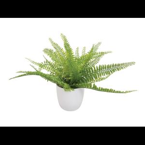 EUROPALMS Fern bush in pot, 26 leaves, 27cm