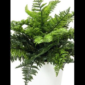 EUROPALMS Fern bush in pot, 51 leaves, 48cm