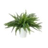 EUROPALMS Fern bush in pot, 62 leaves, 48cm