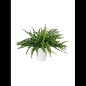 EUROPALMS Fern bush in pot, 62 leaves, 48cm