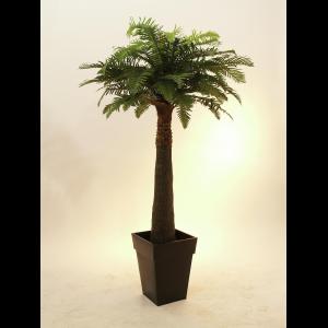 EUROPALMS Fern palm, 180cm