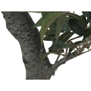 EUROPALMS Ficus Forest Tree, 80cm