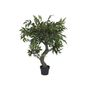 EUROPALMS Ficus Forest Tree, 80cm