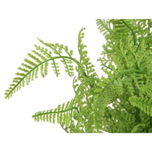 EUROPALMS Forest fern in pot, 28 cm