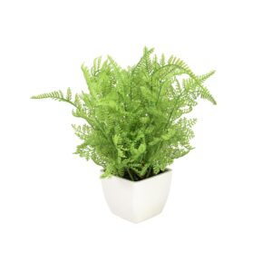 EUROPALMS Forest fern in pot, 28 cm