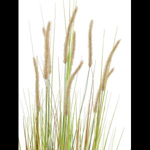 EUROPALMS Fountain grass bush, 120cm